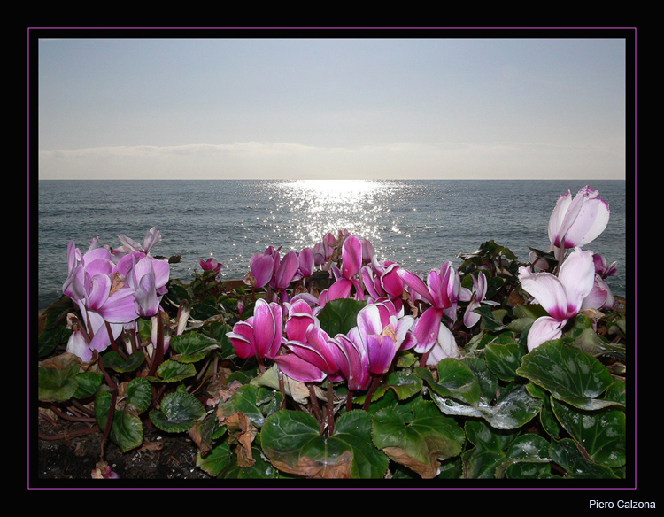 Mare di Fiori