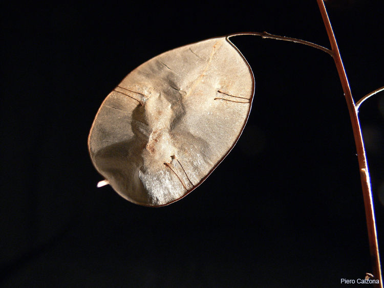 Still Life 25
