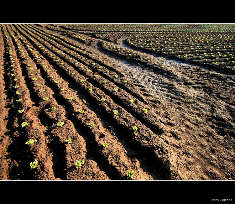 Terra Rossa 04