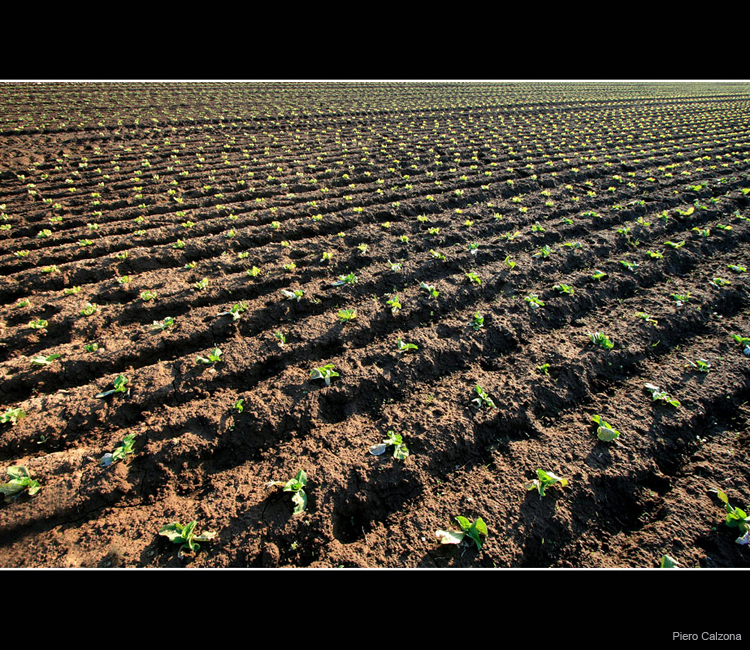 Terra Rossa 05