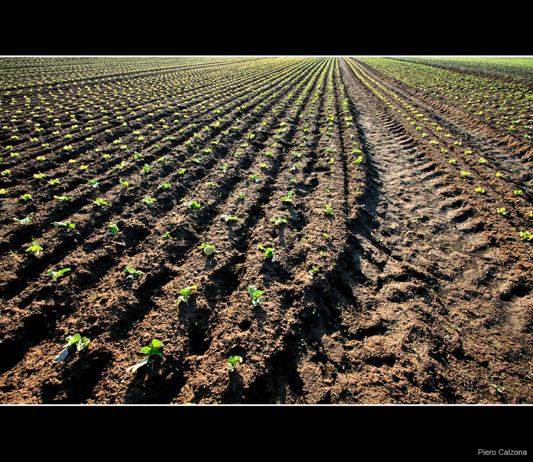 Terra Rossa 06
