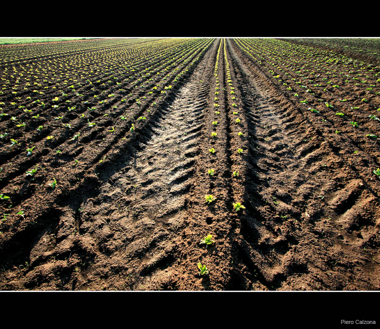 Terra Rossa 07