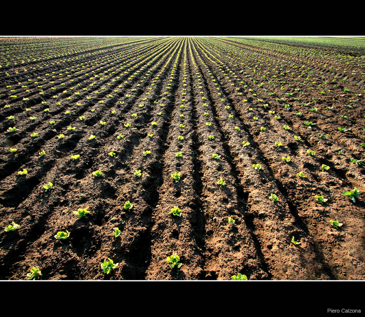 Terra Rossa 08