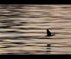 Like the Wind