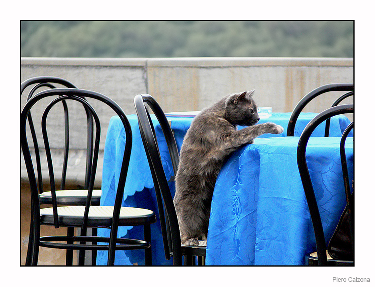 A mouse... please!!!