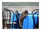 A mouse... please!!!