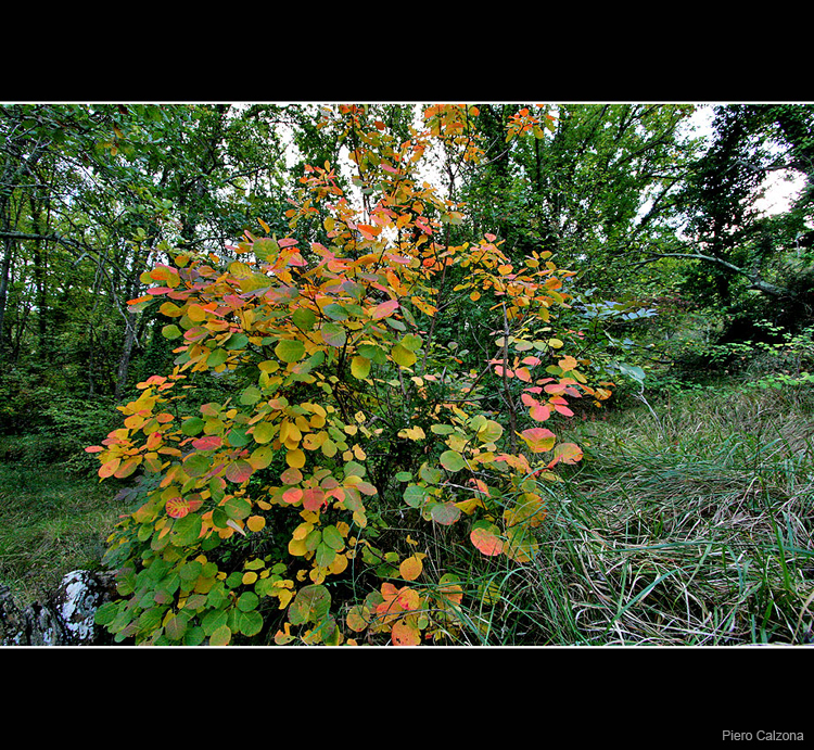 Autunno 08