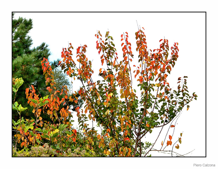Autunno 10
