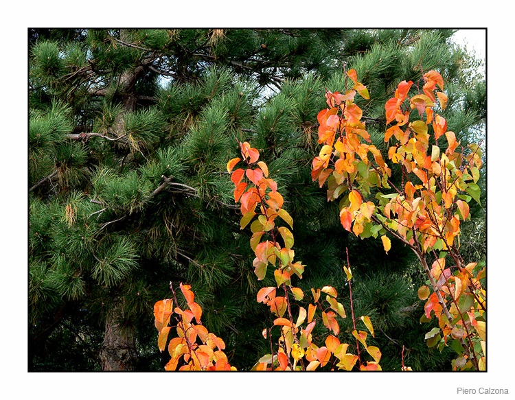 Autunno 11