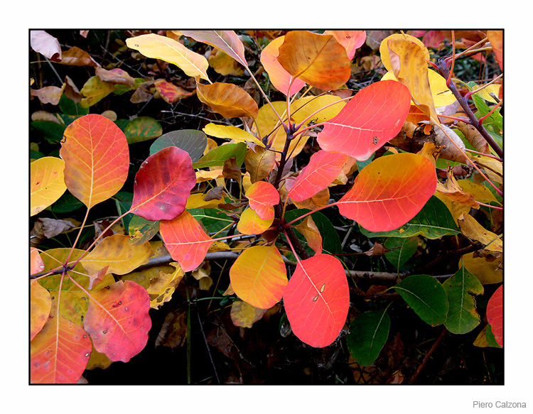 Autunno 12