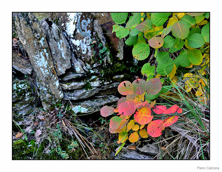Autunno 13