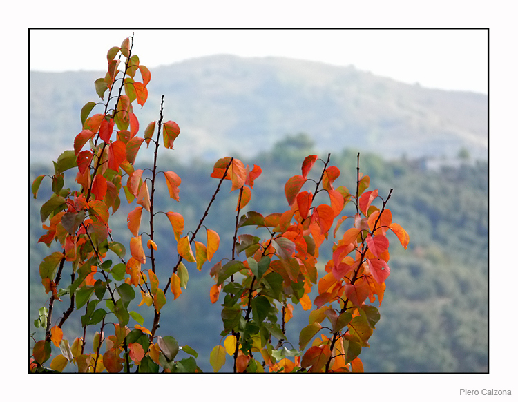 Autunno 14