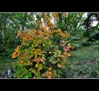 Autunno 08