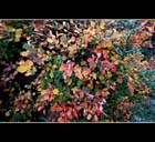 Autunno 09