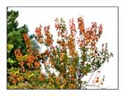 Autunno 10