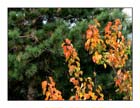 Autunno 11