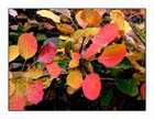 Autunno 12
