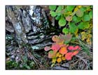 Autunno 13