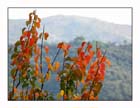 Autunno 14