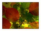 Autunno 15