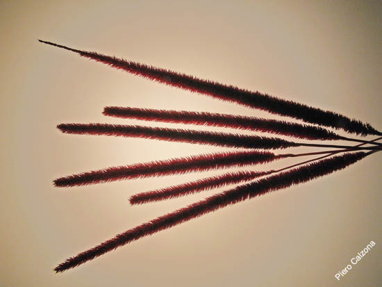 P1090912