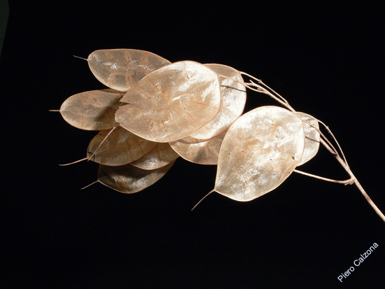 P1100896