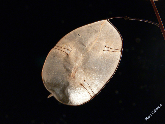 P1100901
