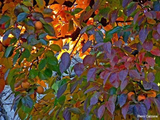 P1180090