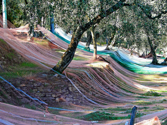 P1180099
