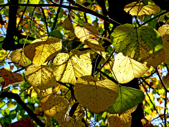 P1100733