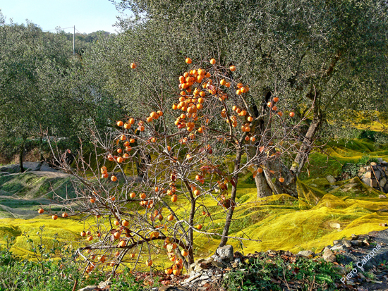 P1100682