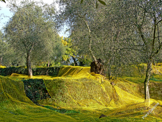 P1100692