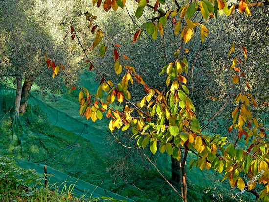 P1100722