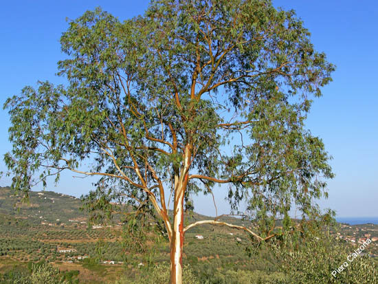 P1080294