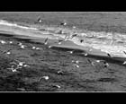 177-bn