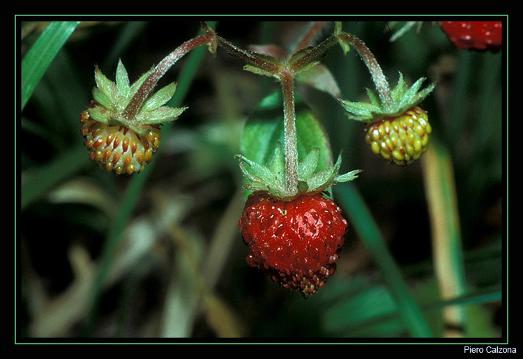 Fragole
