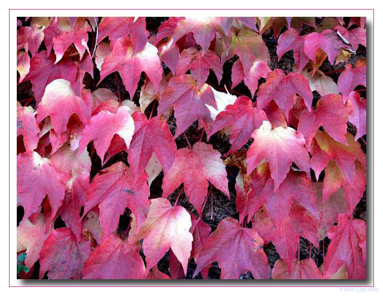 Leaves 2