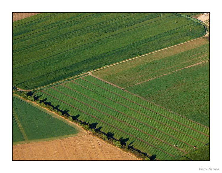 Fields 03