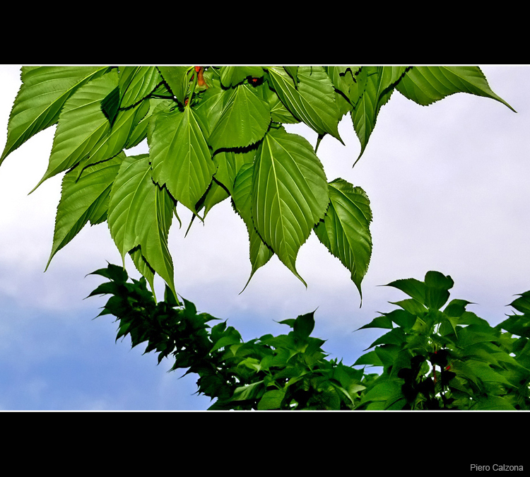 Green Leaves