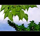 Green Leaves
