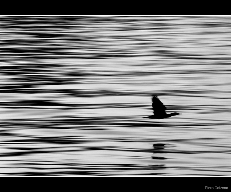 Like the Wind bn