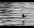 Like the Wind bn