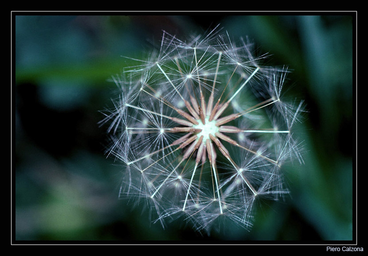 Soft Flower