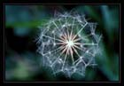 Soft Flower