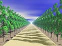 viale 2
