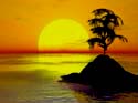 bonsai