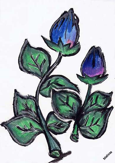 tulipani