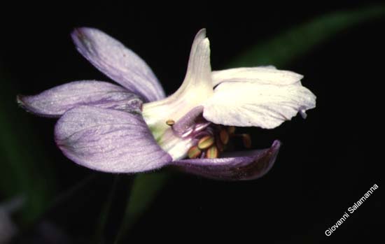 065