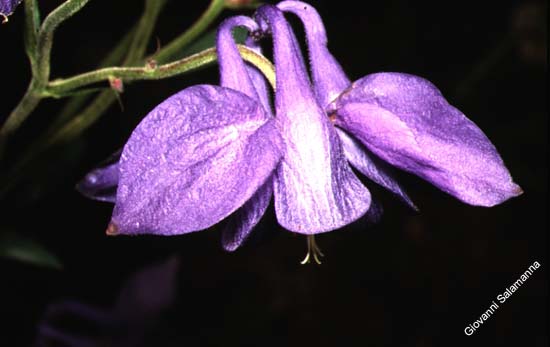 066