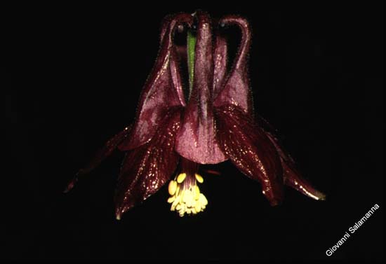 067